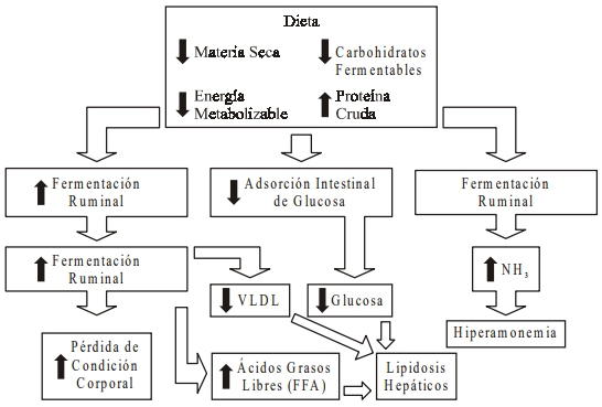 Interacciones entre el metabolismo y la reproducción en la vaca lechera: es la actividad gluconeogénica el eslabón perdido? - Image 4
