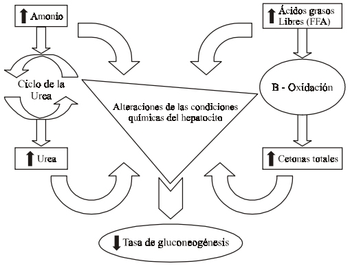 Interacciones entre el metabolismo y la reproducción en la vaca lechera: es la actividad gluconeogénica el eslabón perdido? - Image 5