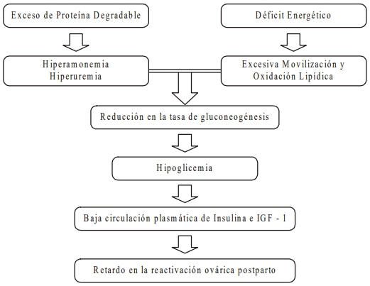Interacciones entre el metabolismo y la reproducción en la vaca lechera: es la actividad gluconeogénica el eslabón perdido? - Image 7