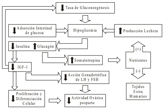 Interacciones entre el metabolismo y la reproducción en la vaca lechera: es la actividad gluconeogénica el eslabón perdido? - Image 6