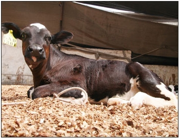Uso de compuestos prebióticos y probióticos para tratamiento de enteritis inespecíficas en terneros lactantes de raza Holstein (Parte I) - Image 6