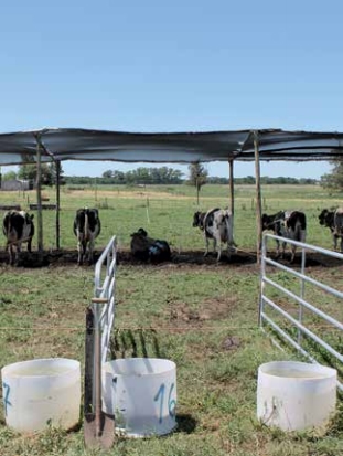 Principales resultados de investigación en estrés calórico en vacas lecheras - Image 2
