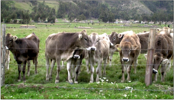 Los taninos como alternativa homeostática en los rumiantes (parte I) - Image 2