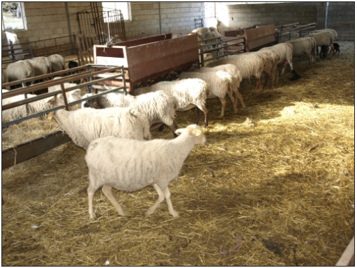 Los taninos como alternativa homeostática en los rumiantes (parte I) - Image 3