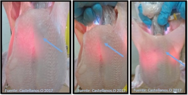 Técnica para la detección de miopatía de pectoral profundo en planta de beneficio (Pechulumenoscopía). - Image 8