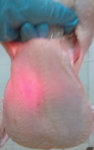 Técnica para la detección de miopatía de pectoral profundo en planta de beneficio (Pechulumenoscopía). - Image 5
