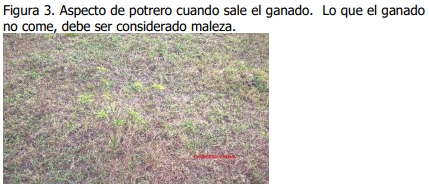 Implementación de rotación de potreros - Image 3