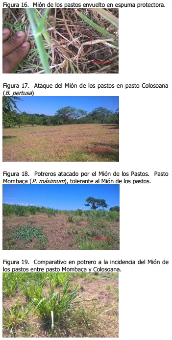 Implementación de rotación de potreros - Image 21