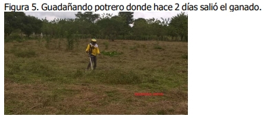 Implementación de rotación de potreros - Image 5