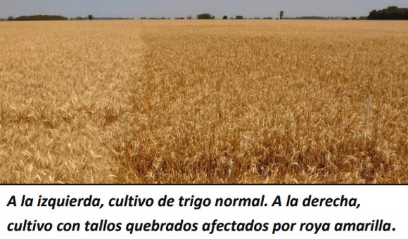 Cosecha de trigo con tallos quebrados en la campaña 2017/2018. Predicción de contaminación por micotoxinas - Image 1