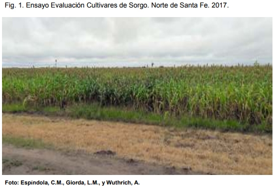 INTA AER Las Toscas y el sorgo - Investigación en Campo de Productor Generación de conocimientos para Producción Ganadera - Image 2