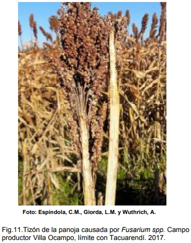 INTA AER Las Toscas y el sorgo - Investigación en Campo de Productor Generación de conocimientos para Producción Ganadera - Image 13