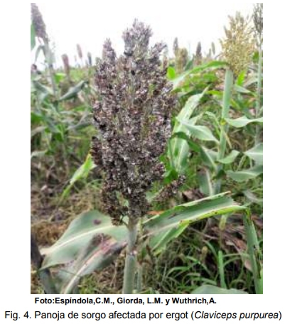 INTA AER Las Toscas y el sorgo - Investigación en Campo de Productor Generación de conocimientos para Producción Ganadera - Image 6
