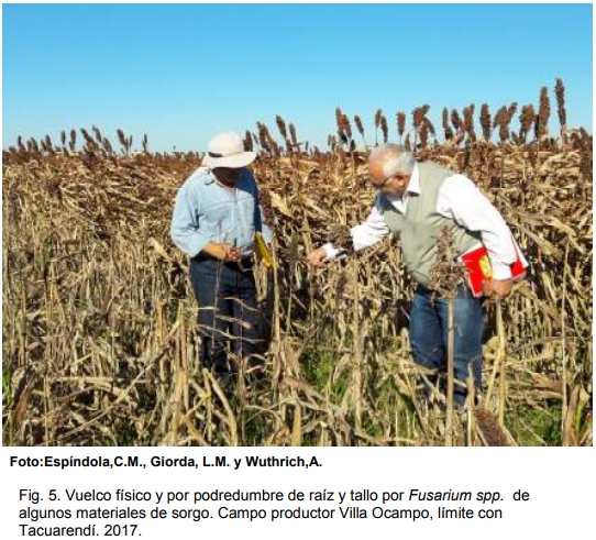 INTA AER Las Toscas y el sorgo - Investigación en Campo de Productor Generación de conocimientos para Producción Ganadera - Image 7