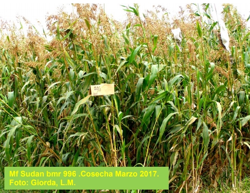 Nuevos desarrollos: variedades e híbridos forrajeros - Image 7