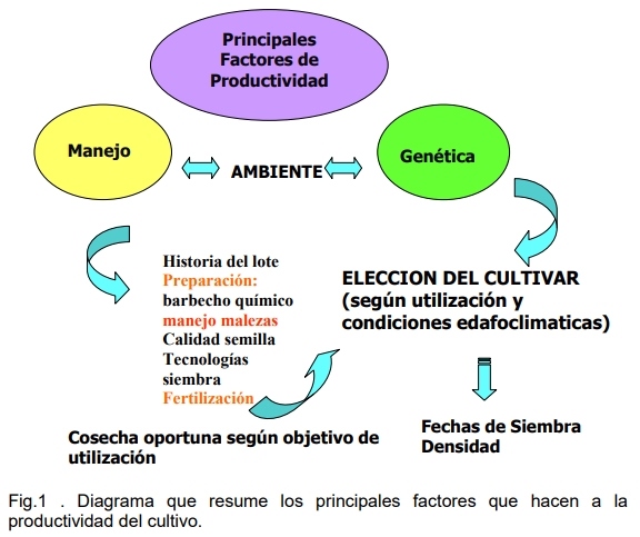 Variedades de sorgo para cada utilización y su manejo - Image 6