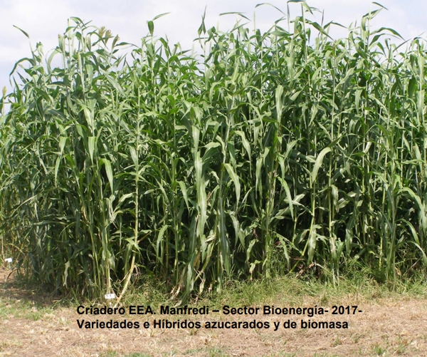 Variedades de sorgo para cada utilización y su manejo - Image 5