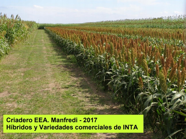 Variedades de sorgo para cada utilización y su manejo - Image 12