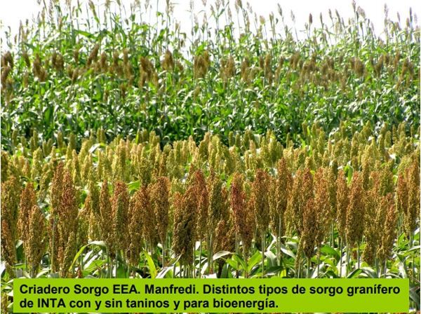 Variedades de sorgo para cada utilización y su manejo - Image 8