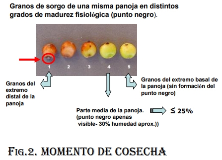 Variedades de sorgo para cada utilización y su manejo - Image 10