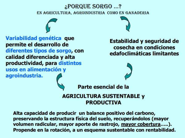 Variedades de sorgo para cada utilización y su manejo - Image 3