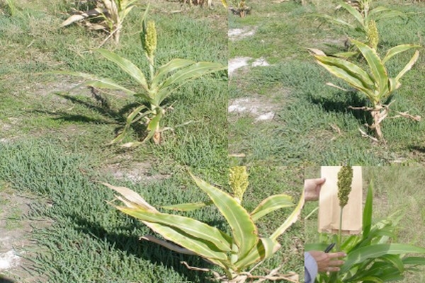 Programa Mejoramiento Genético de Sorgo - Image 8