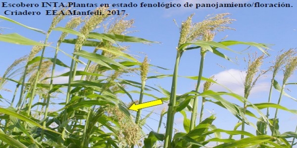Programa Mejoramiento Genético de Sorgo - Image 10
