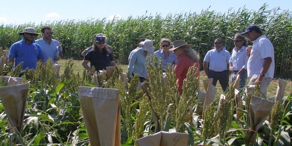 Programa Mejoramiento Genético de Sorgo - Image 2