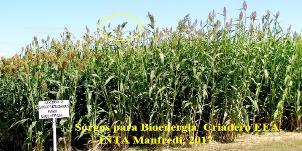 Programa Mejoramiento Genético de Sorgo - Image 12