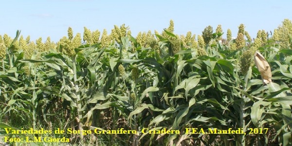 Programa Mejoramiento Genético de Sorgo - Image 5