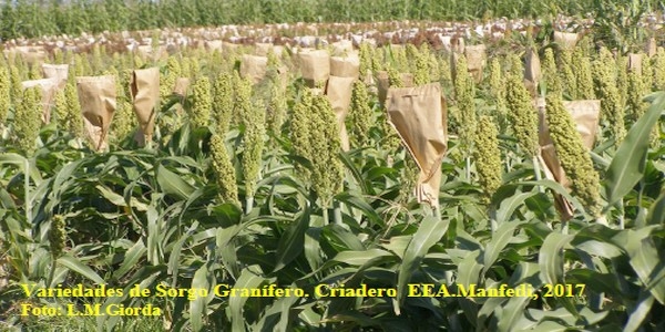 Programa Mejoramiento Genético de Sorgo - Image 4