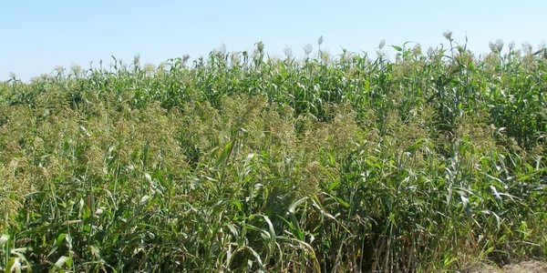 Programa Mejoramiento Genético de Sorgo - Image 3