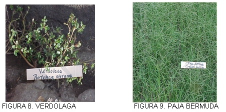 Caracterización y manejo de suelos y aguas afectadas por sales - Image 8