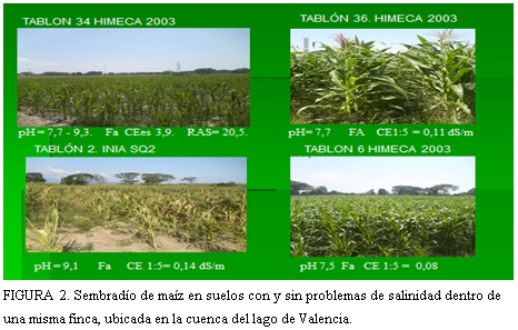 Caracterización y manejo de suelos y aguas afectadas por sales - Image 3