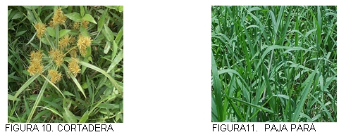 Caracterización y manejo de suelos y aguas afectadas por sales - Image 9