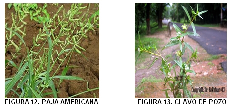 Caracterización y manejo de suelos y aguas afectadas por sales - Image 10