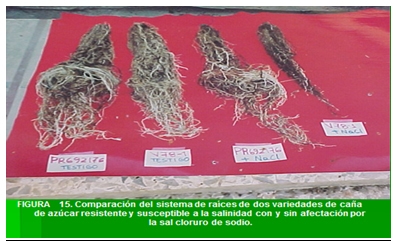 Caracterización y manejo de suelos y aguas afectadas por sales - Image 13