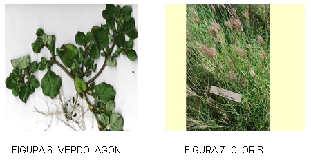Caracterización y manejo de suelos y aguas afectadas por sales - Image 7