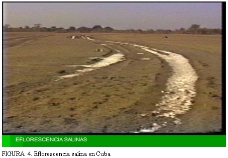 Caracterización y manejo de suelos y aguas afectadas por sales - Image 5