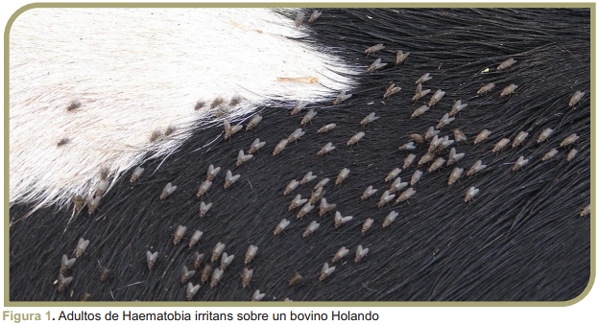Parásitos externos en bovinos de leche: Mosca de los cuernos - Image 1