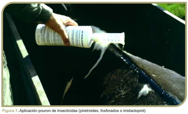 Parásitos externos en bovinos de leche: Mosca de los cuernos - Image 6