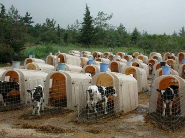 Caracteristicas del sector lechero en Israel - Image 30