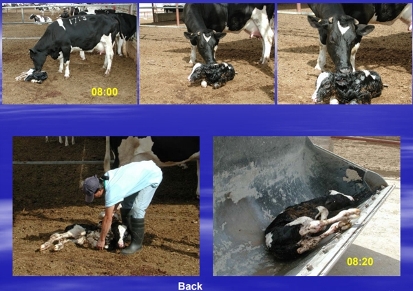 Manejo de la alimentacion en ganaderia intensiva - Image 7