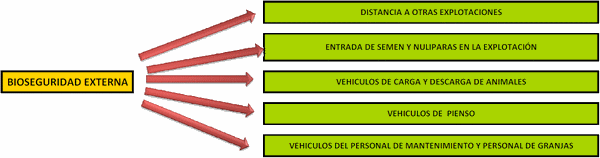 Plan de erradicación de disentería en una granja porcina - Image 6
