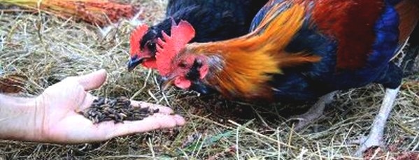 La mosca soldado negra (Hermetia illucens) en avicultura, Una realidad que transciende - Image 1