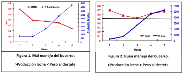 Principales Cuidados en la Crianza de Bucerros en lecherías. - Image 8