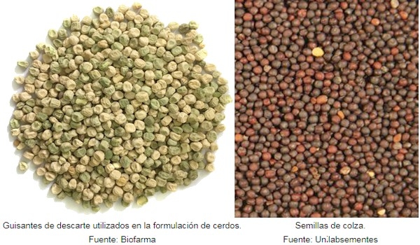 Fuentes de proteínas alternativas a la soja en la alimentación de ganado porcino - Image 1