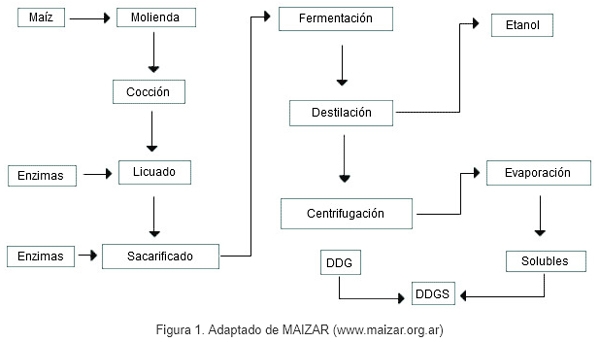 Uso y aplicación de DDGS en la alimentación porcina - Image 2