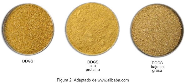 Uso y aplicación de DDGS en la alimentación porcina - Image 3