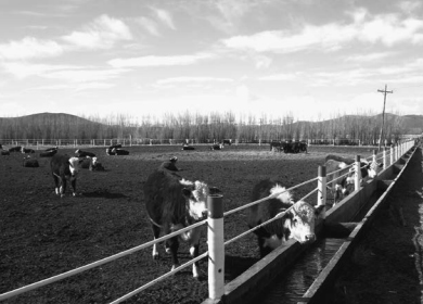 Gestión ambiental de engordes bovinos a corral - Image 1